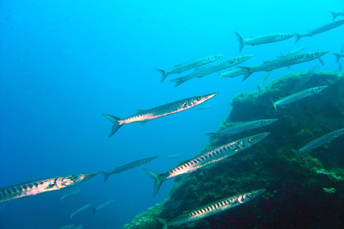 Qualified Diver 1 Tank Dive in Mykonos - Key points to know before you book