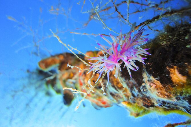 Qualified Diver 1 Tank Dive in Mykonos - What you may see underwater