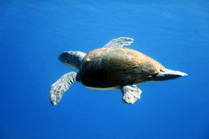 Qualified Diver 1 Tank Dive in Mykonos - Equipment, comfort, and what to pack