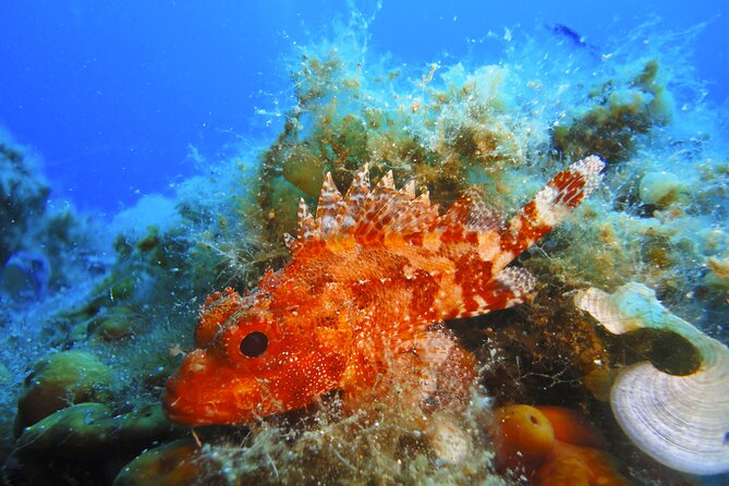 Qualified Diver 1 Tank Dive in Mykonos - Is $178.61 a fair price?