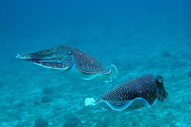 Racha Noi and Racha Yai Dive Trip from Phuket - Why Racha Noi and Racha Yai make a good day out