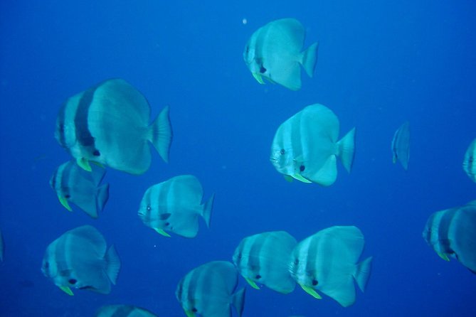 Racha Noi and Racha Yai Dive Trip from Phuket - Racha Yai and the possible wreck visit