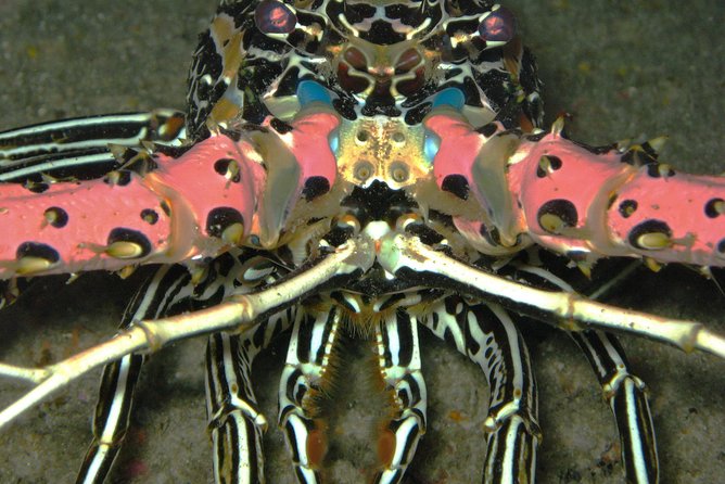 Racha Noi and Racha Yai Dive Trip from Phuket - What the underwater life may include