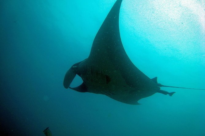 Racha Noi and Racha Yai Dive Trip from Phuket - Certified participants, snorkelers, and beginners