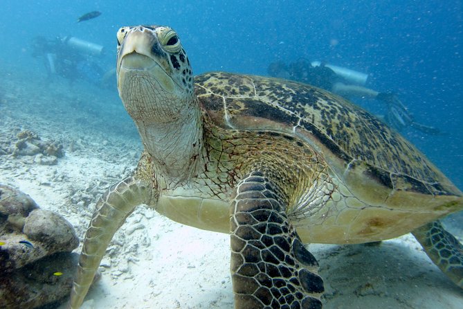RAID Try-Dive Experience in Kota Kinabalu - Key points to know before booking