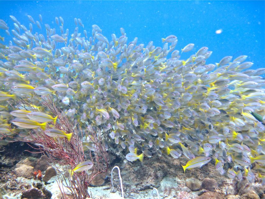 RAID Try-Dive in Kota Kinabalu, Sabah - What the $112 price really covers