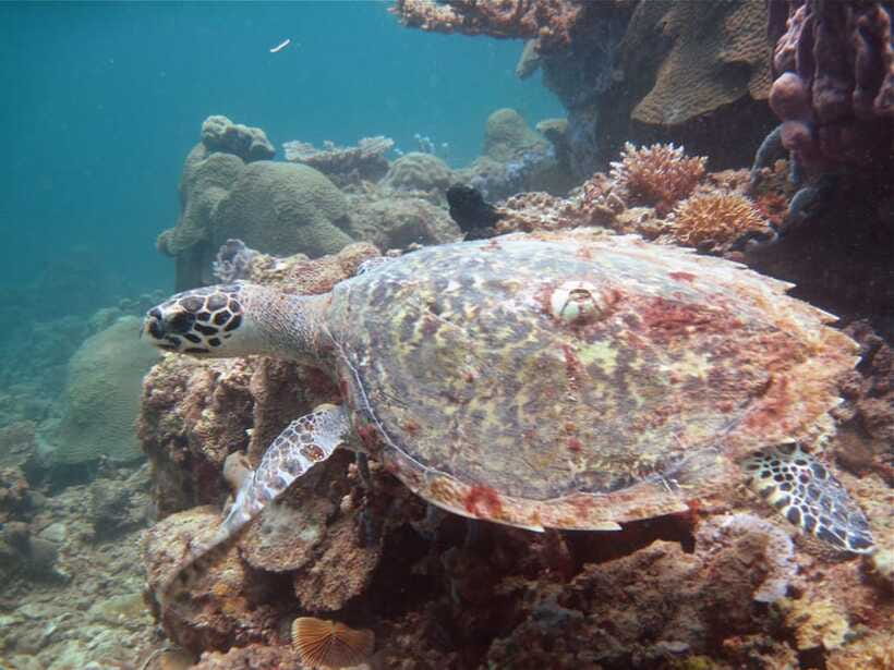 RAID Try-Dive in Kota Kinabalu, Sabah - Practical planning for a smoother day
