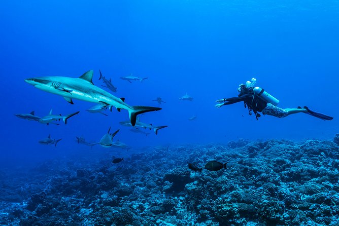 Rangiroa 2-tank Certified Scuba Dive - Key points to know before booking