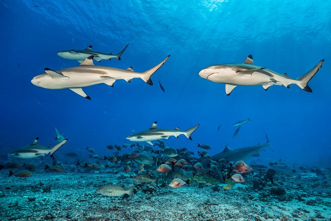 Rangiroa 2-tank Certified Scuba Dive - Booking, weather, and cancellation details