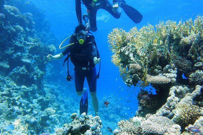 Ras Mohamed and White Island Snorkeling Trip and One Stop Diving-Sharm El Shiekh - The beginner scuba session: useful, but short