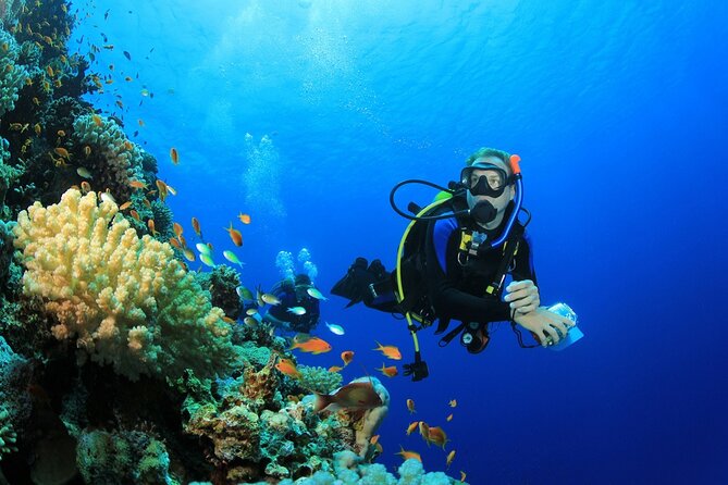 Ras Mohamed & White Island, Snorkeling & Diving - Sharm el sheikh - What the day is really offering