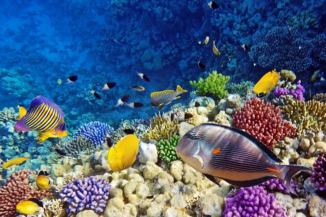 Ras Mohamed & White Island, Snorkeling & Diving - Sharm el sheikh - White Island, sand and a change of pace