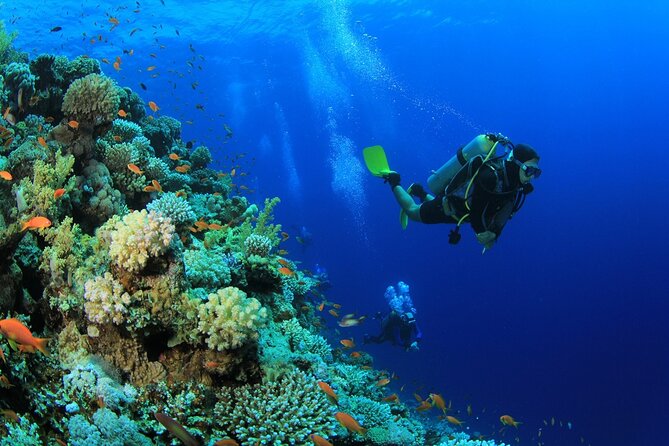 Ras Mohamed & White Island, Snorkeling & Diving - Sharm el sheikh - How the organization feels in practice