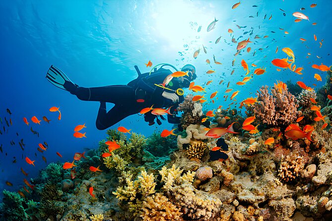 Ras Mohamed, White Island Trip, Two Stops Diving -Sharm El Sheikh - Why Ras Mohamed makes a strong day trip from Sharm El Sheikh