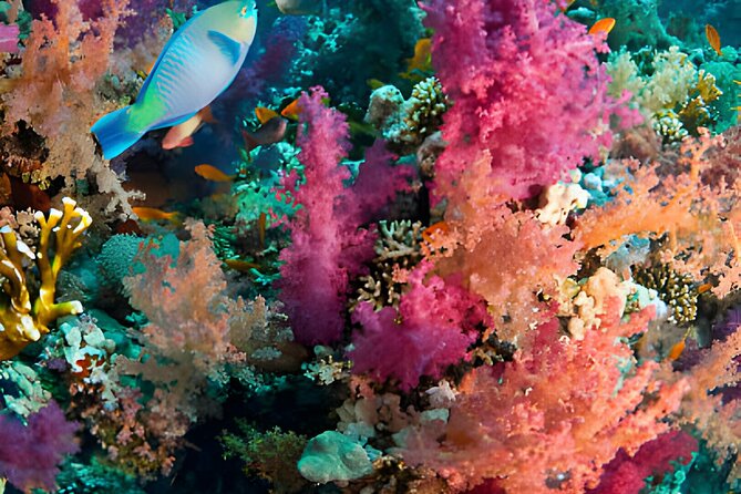 Ras Mohamed, White Island Trip, Two Stops Diving -Sharm El Sheikh - Lunch, drinks, and the long hours aboard