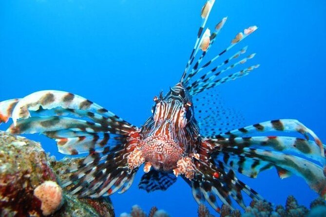 Ras Mohammed Diving Day Trip from Sharm el-Sheikh - Key points to know before booking