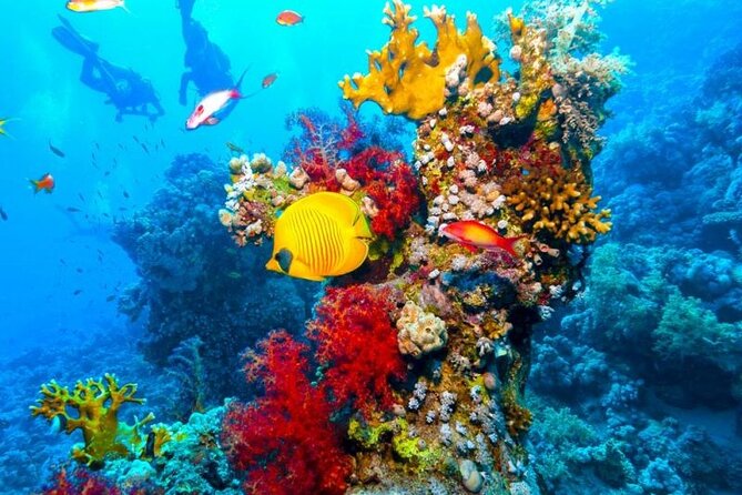 Ras Mohammed Diving Day Trip from Sharm el-Sheikh - Lunch, drinks, and time to relax on board