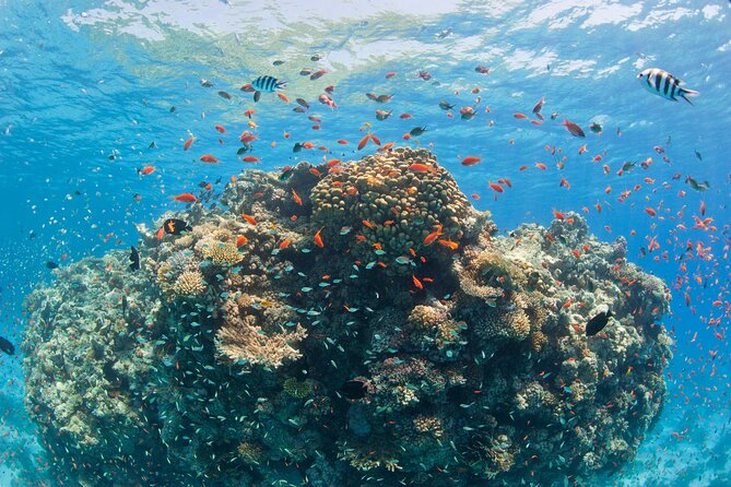 Ras Mohammed Diving & White Island Luxurious Cruise with Lunch - White Island brings sand and breathing room