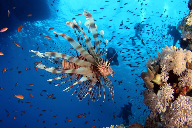 Ras Mohammed Diving & White Island Luxurious Cruise with Lunch - Weather, wind, and what to bring
