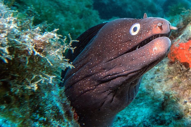 RECREATIONAL DIVE (certified divers only) : Explore Canarian Sealife - Key points to know before booking
