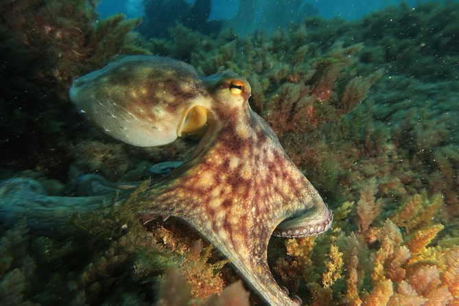 RECREATIONAL DIVE (certified divers only) : Explore Canarian Sealife - Canarian sealife in the water