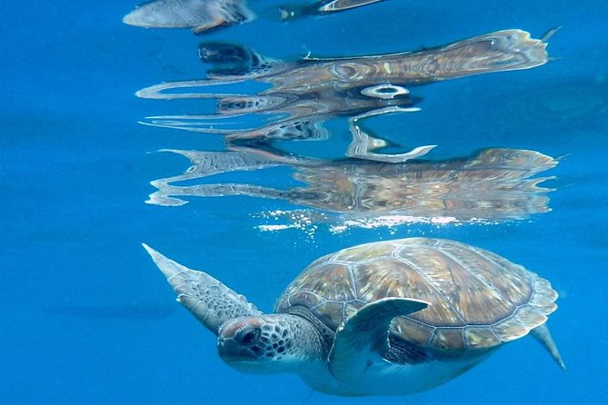 RECREATIONAL DIVE (certified divers only) : Explore Canarian Sealife - Why the six-person limit matters