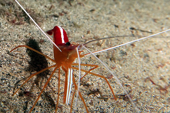 RECREATIONAL DIVE (certified divers only) : Explore Canarian Sealife - Equipment, coffee, and the practical value of $114.93