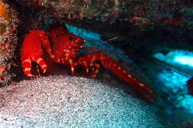 RECREATIONAL DIVE (certified divers only) : Explore Canarian Sealife - Weather can change the plan