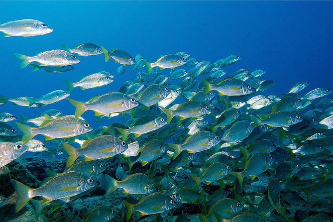 RECREATIONAL DIVE (certified divers only) : Explore Canarian Sealife - Choosing the right site for your certification