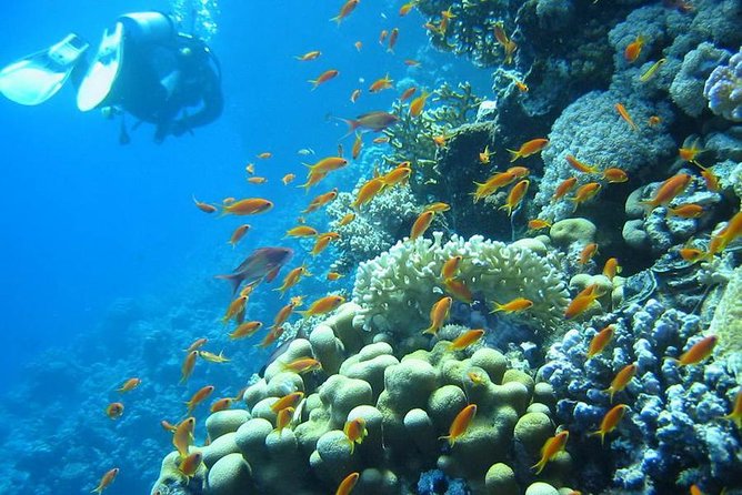 Red Sea Diving Trip from Hurghada: Beginner to Advanced Divers - Getting there from Hurghada at 8:00 am