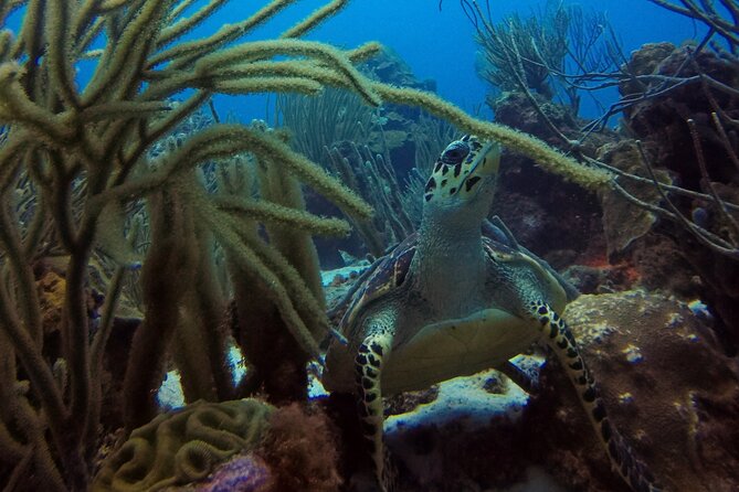 Refresher Dive - Who This Curaçao Course Is For