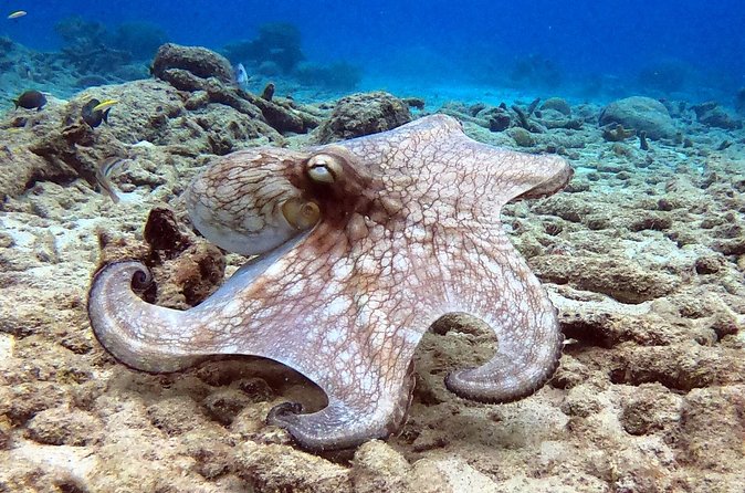 Refresher Dive - What the $119 Price Really Covers