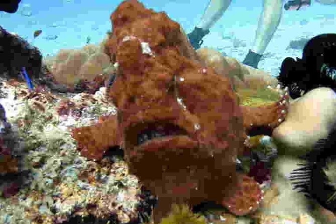 Refresher scuba diving trip, 3 dives at Racha Noi and Racha Yai - What You Might See Underwater