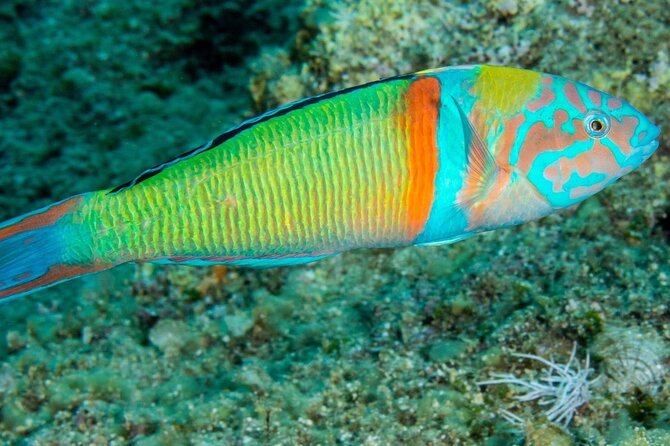 Research diving with a Marine Biologist in Crete - Plakias: the second setting and the return to the lab