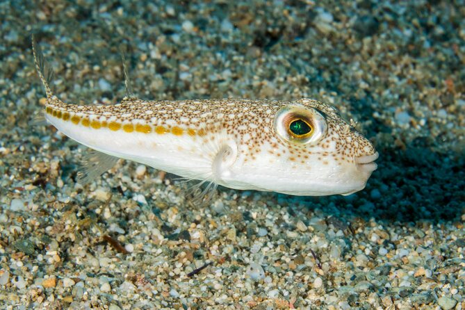 Research diving with a Marine Biologist in Crete - The marine biology lesson before you enter the water