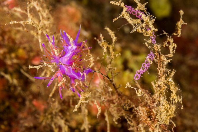 Research diving with a Marine Biologist in Crete - Becoming a citizen scientist for the day