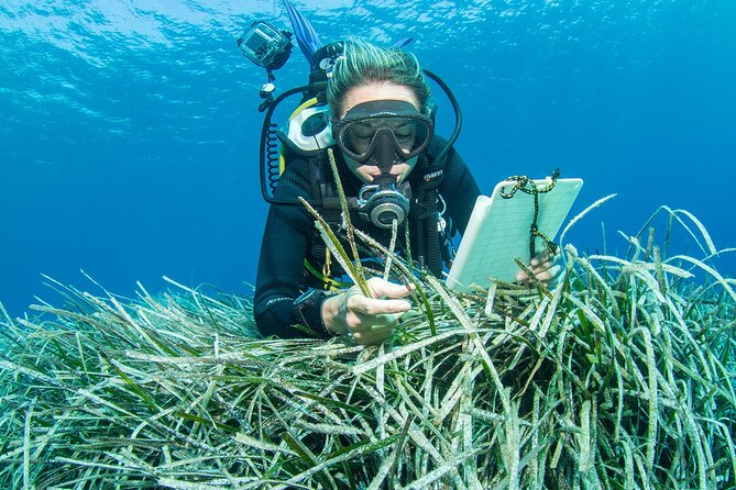 Research diving with a Marine Biologist in Crete - Lunch, photographs, and the real cost