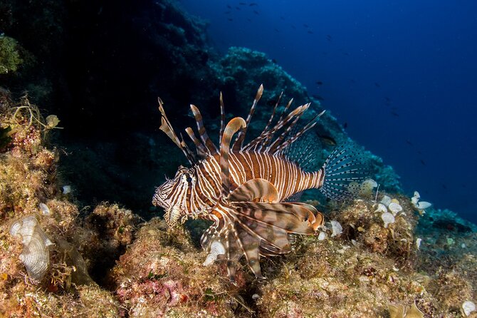 Research diving with a Marine Biologist in Crete - Souda Beach: a practical place to begin