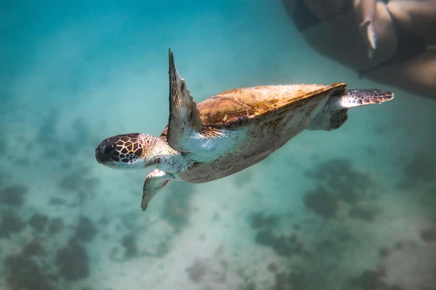 Rio: Best Dive Experience All Inclusive Scuba Diving Package - Three hours around the water