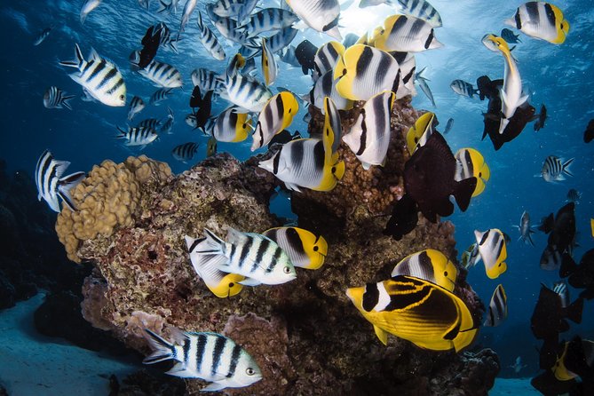 Romantic Dive for beginners in Bora Bora (2 people) with Video - Starting at Eleuthera Bora Diving Center