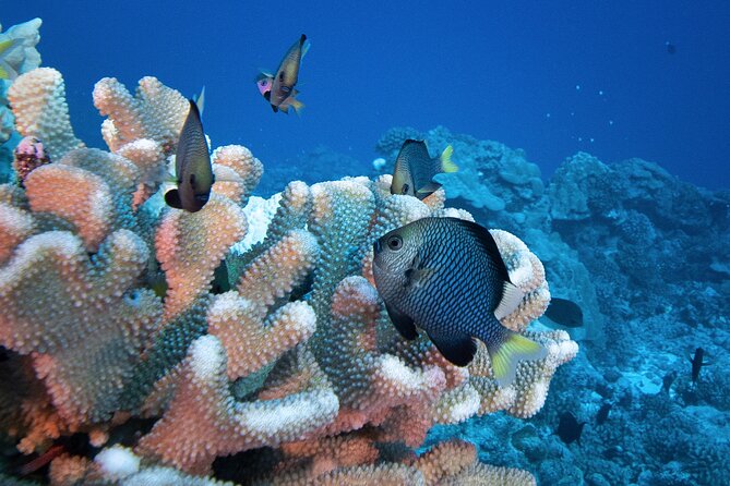 Romantic Dive for beginners in Bora Bora (2 people) with Video - What happens underwater