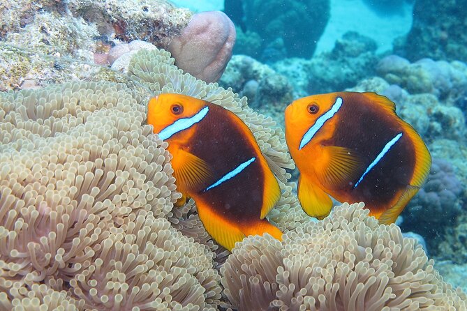 Romantic Dive for beginners in Bora Bora (2 people) with Video - Is the $491.54 price good value?