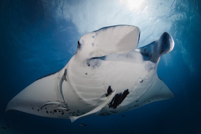 Romantic dive in the lagoon of Bora Bora. Private instructor on a shared boat - Is $479 a fair price for two?