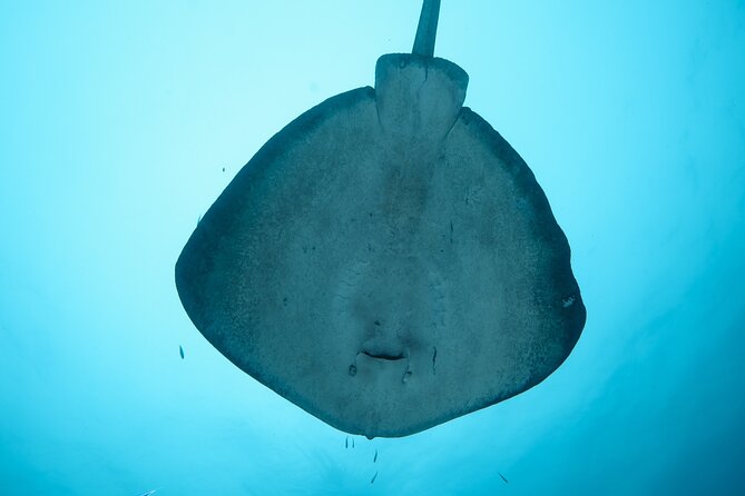 Rottnest Island Boat Dive Day Trip including Lunch - Lunch, hot drinks, and the practical rhythm of the day