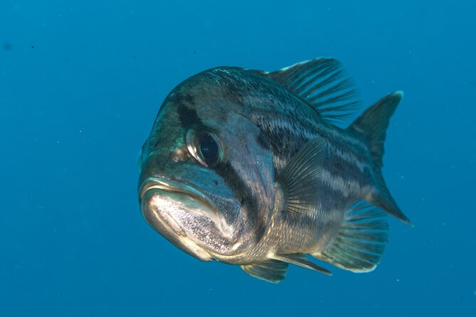 Rottnest Island Boat Dive Day Trip including Lunch - What you will not see on this trip