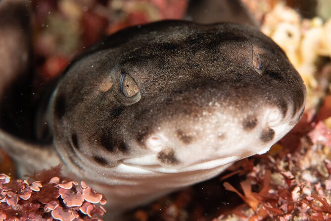 Rottnest Island Boat Dive Day Trip including Lunch - Timing, group size, and comfort