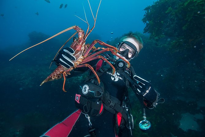 Rottnest Island Deep Dive Day Trips - Key points at a glance