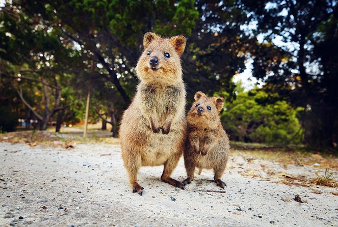 Rottnest Island Deep Dive Day Trips - Booking, cancellation, and practical details
