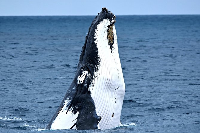 Rottnest Island Deep Dive Day Trips - Leaving Fremantle at 8:00 a.m.