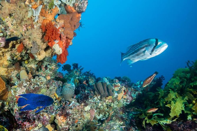 Rottnest Island scuba dive tour - From Molfetta Quays to Rottnest’s turquoise bays